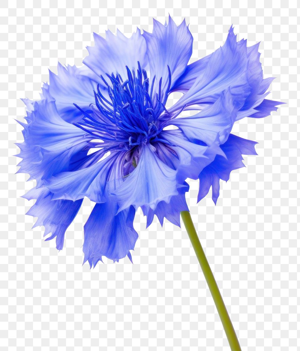 PNG Cornflower blossom petal plant. AI generated Image by rawpixel.