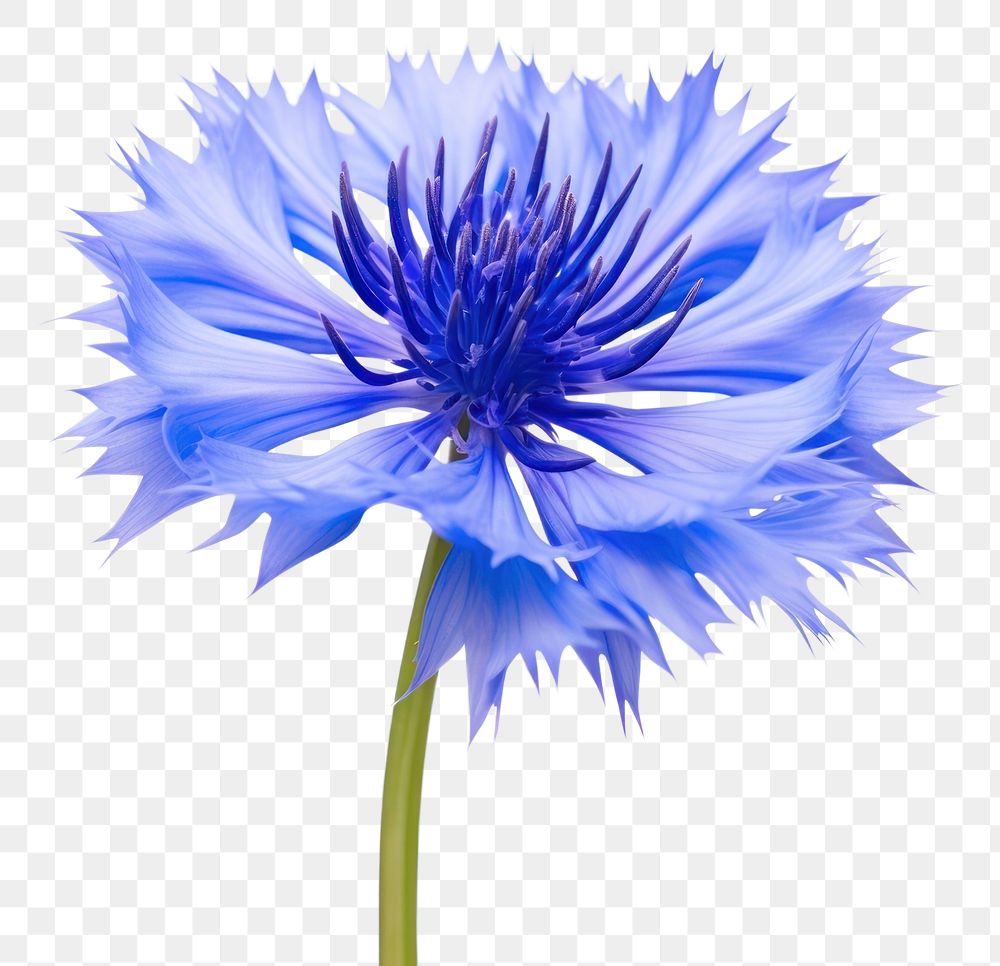 PNG Cornflower plant white background inflorescence. AI generated Image by rawpixel.