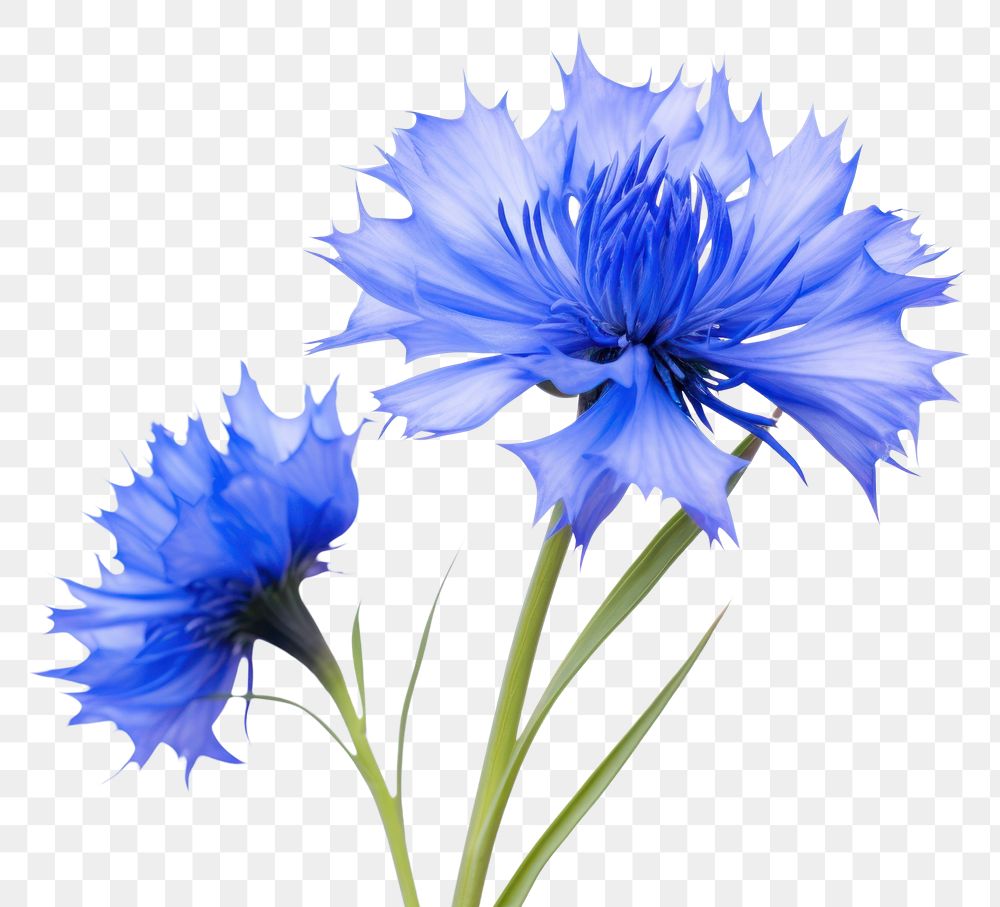 PNG Cornflower blossom petal plant. AI generated Image by rawpixel.