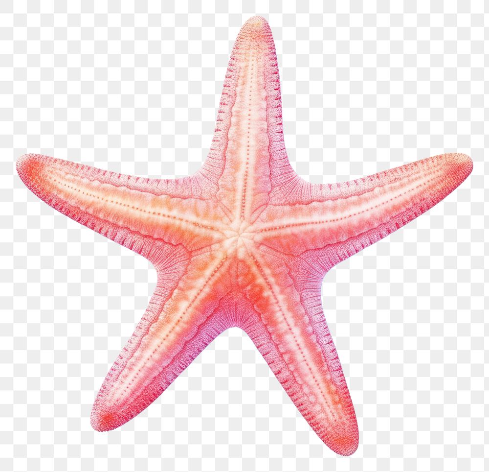 PNG Starfish red white background invertebrate. AI generated Image by rawpixel.