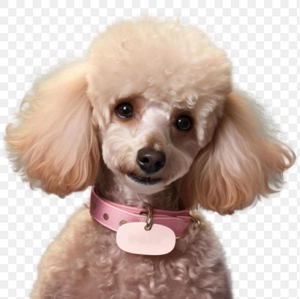 PNG Poodle animal mammal collar. AI generated Image by rawpixel.