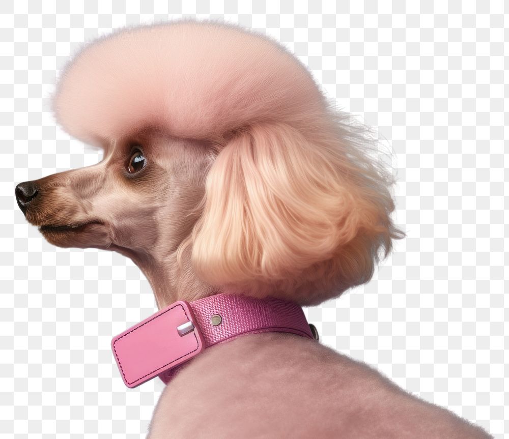 PNG Poodle mammal animal collar. AI generated Image by rawpixel.