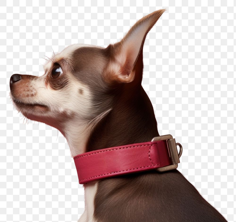 PNG Chihuahua collar mammal animal. AI generated Image by rawpixel.