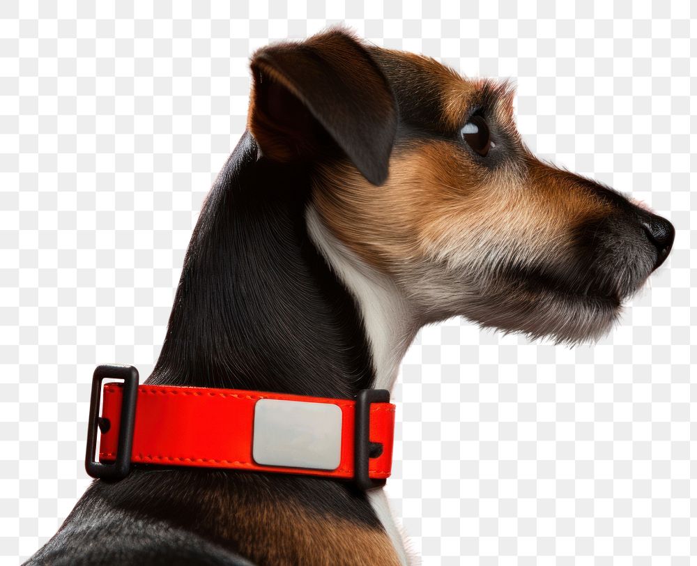 PNG Collar dog mammal animal. AI generated Image by rawpixel.
