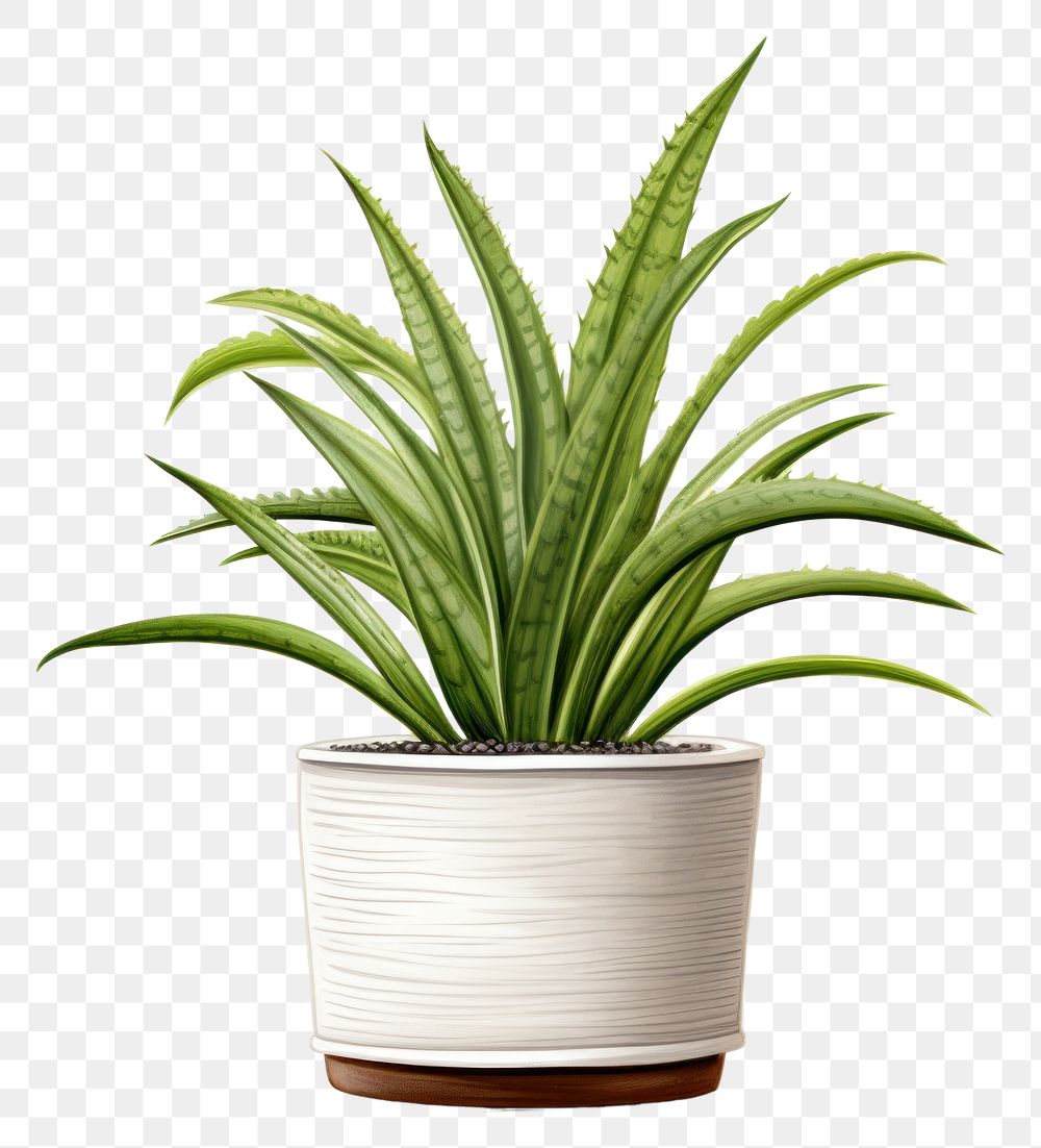 PNG Plant aloe houseplant floristry. AI generated Image by rawpixel.
