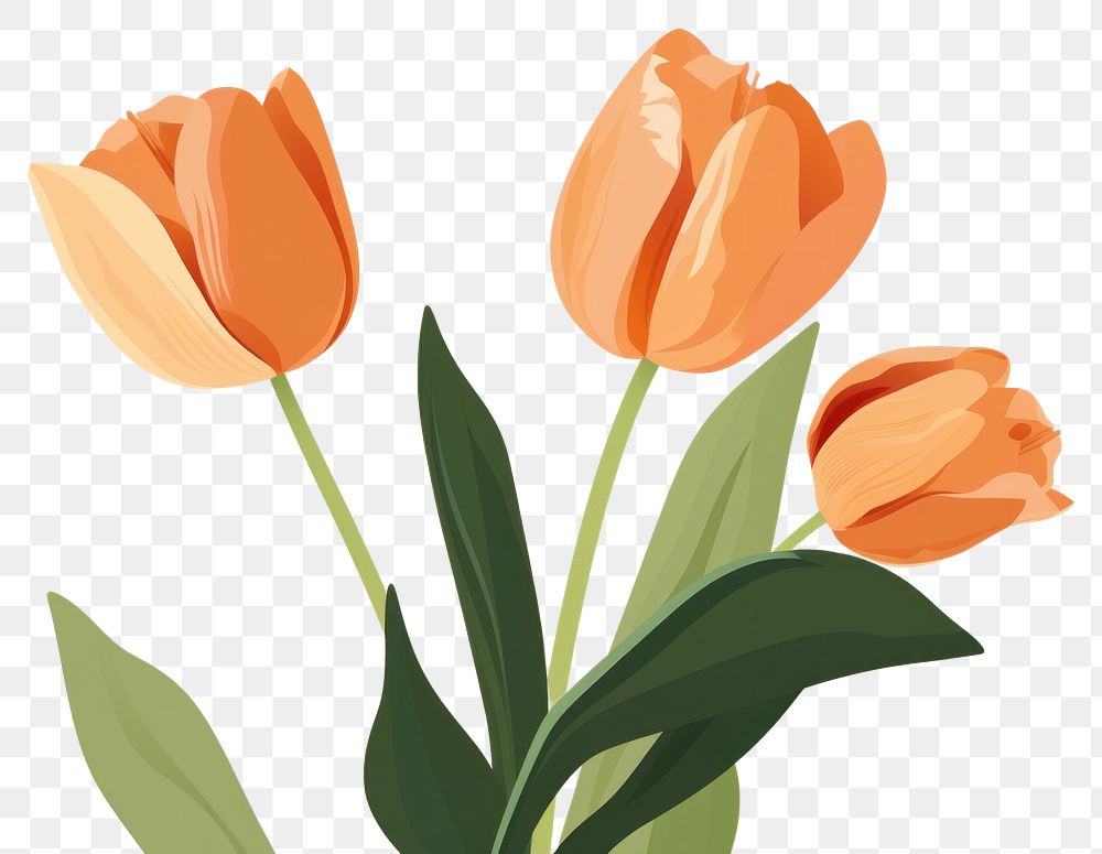 PNG Tulips flower plant inflorescence. AI generated Image by rawpixel.