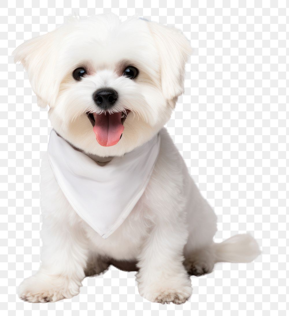 PNG Dog bandana mammal animal. AI generated Image by rawpixel.