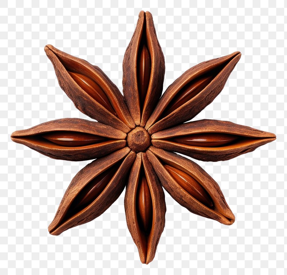 PNG Star anise white background ingredient echinoderm. 