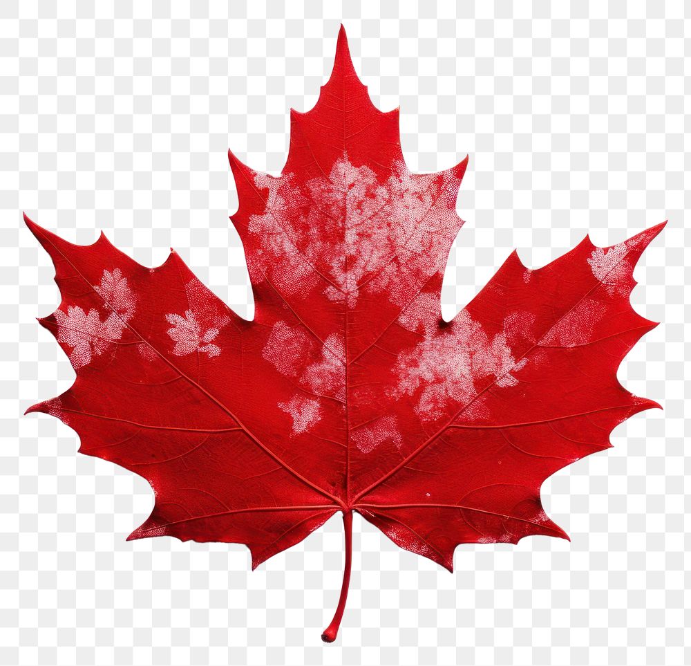 PNG Canada maple plant leaf. 