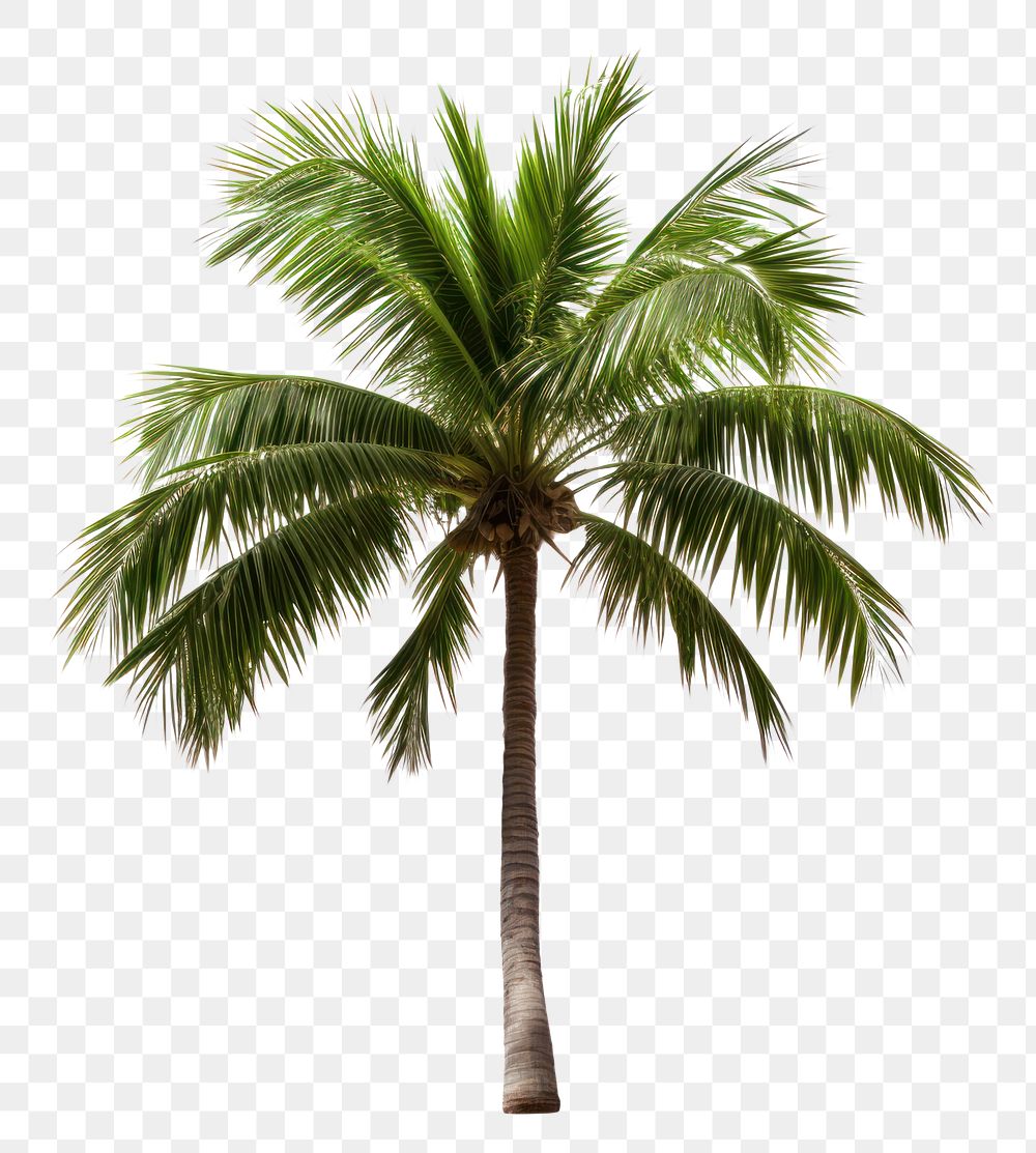 PNG Palm plant tree white background. AI generated Image by rawpixel.