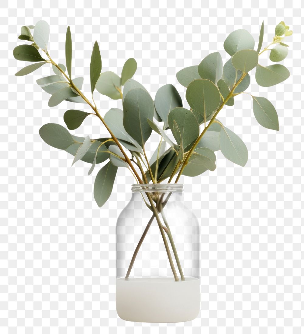 PNG Vase flower plant leaf. 