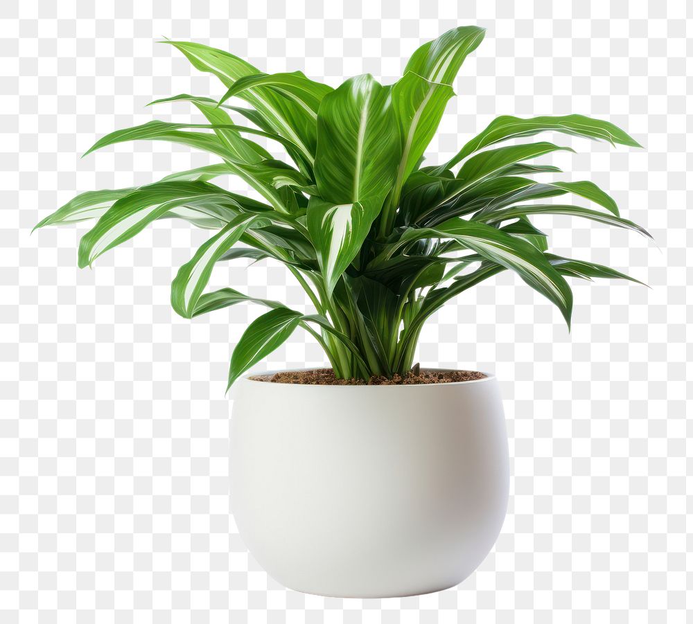 PNG Pot plant leaf vase white background. AI generated Image by rawpixel.