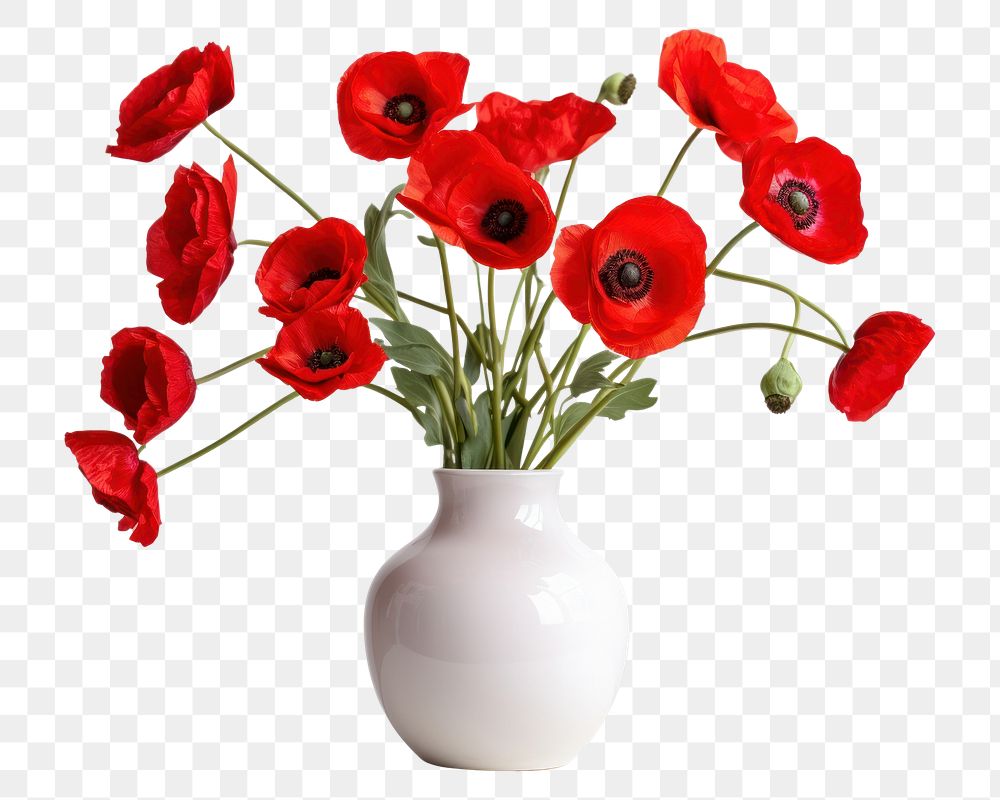 PNG Vase flower poppy plant. AI generated Image by rawpixel.