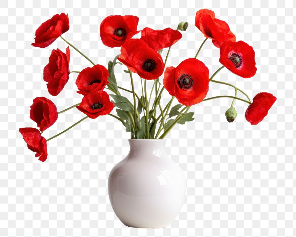 PNG Vase flower poppy plant. 