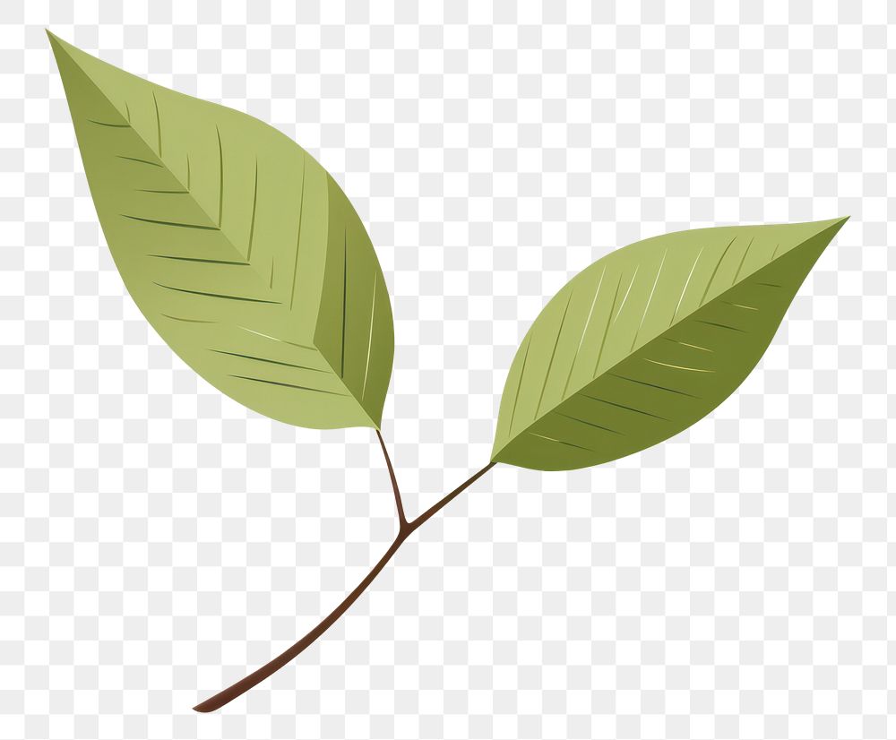 PNG Green leaf plant annonaceae branch. AI generated Image by rawpixel.