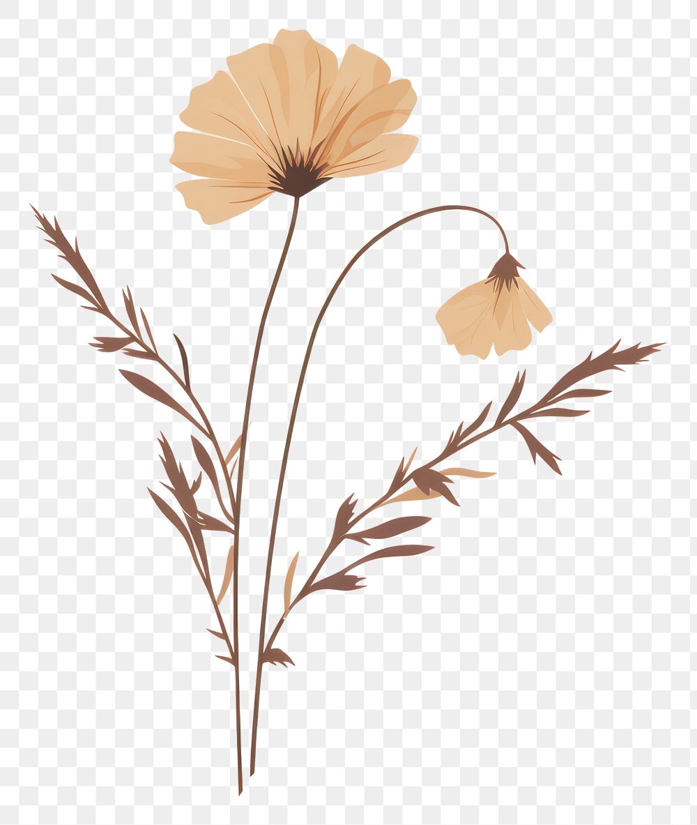 PNG Dried flower pattern drawing sketch. 