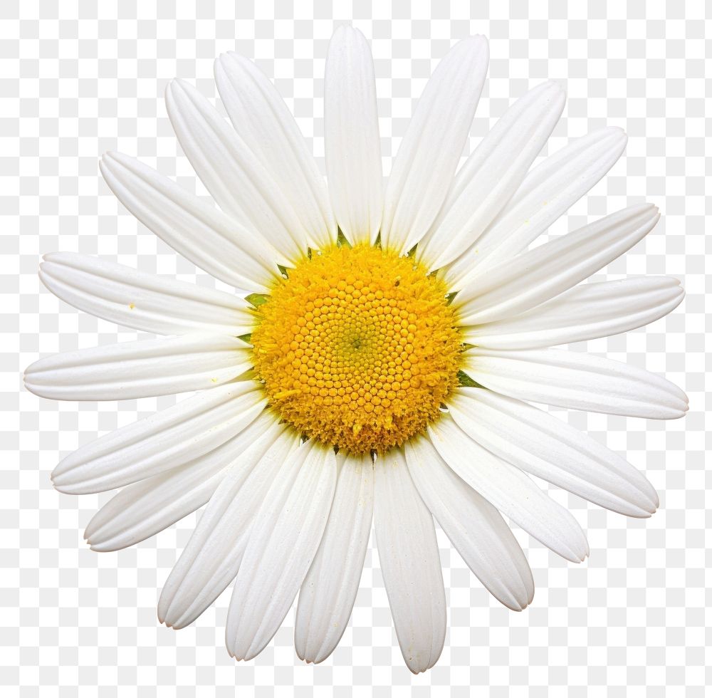 PNG Daisy daisy flower petal. AI generated Image by rawpixel.