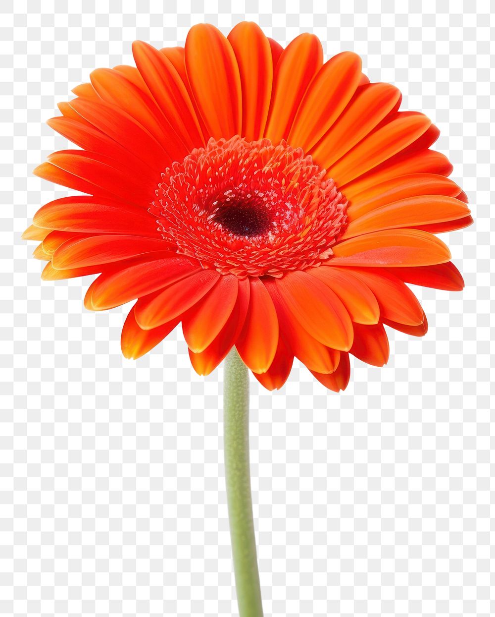 PNG Gerbera flower petal daisy. 