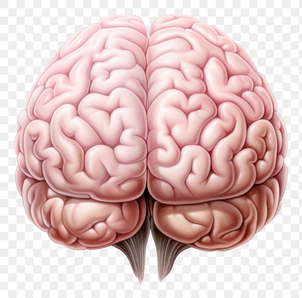 PNG Brain anatomy drawing white background. AI generated Image by rawpixel.