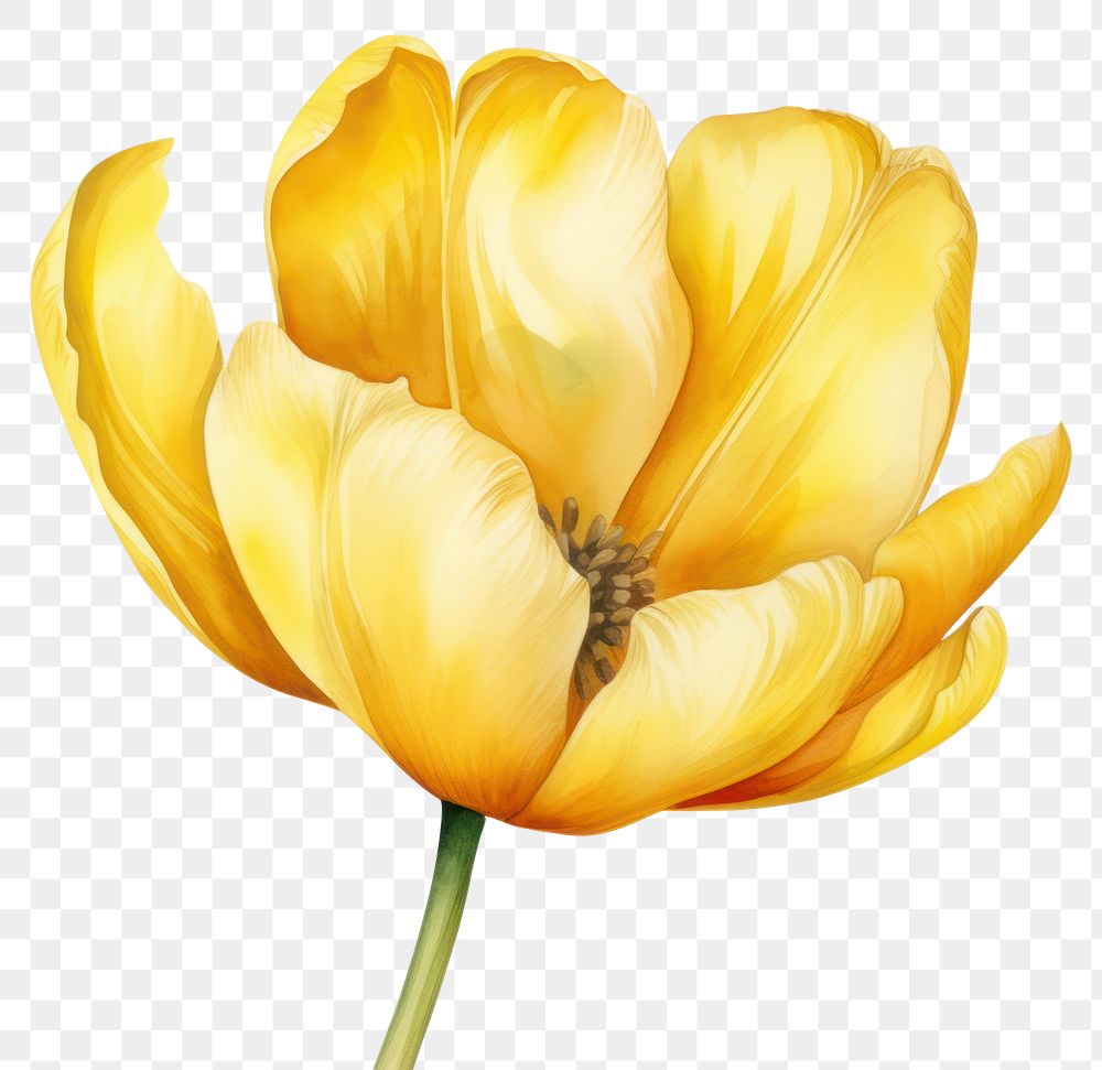 PNG Watercolor flower tulip yellow petal. AI generated Image by rawpixel.