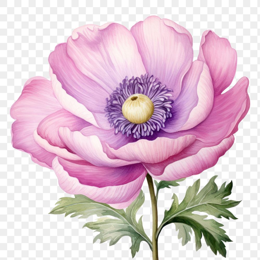 PNG Watercolor flower blossom anemone plant. AI generated Image by rawpixel.