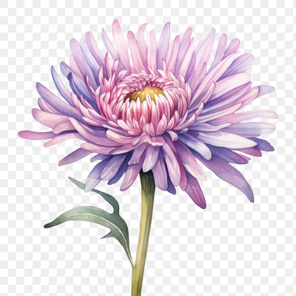 PNG Watercolor flower aster dahlia plant. 