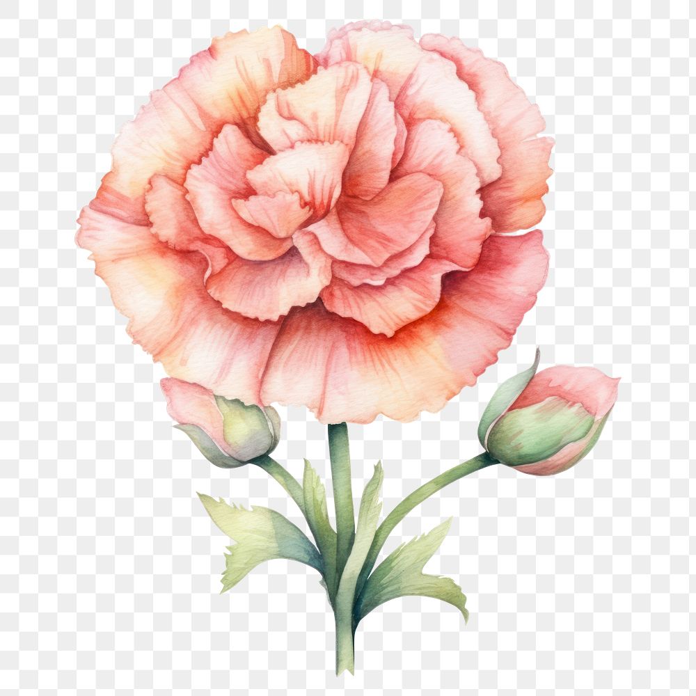 PNG Watercolor flower carnation plant rose. AI generated Image by rawpixel.