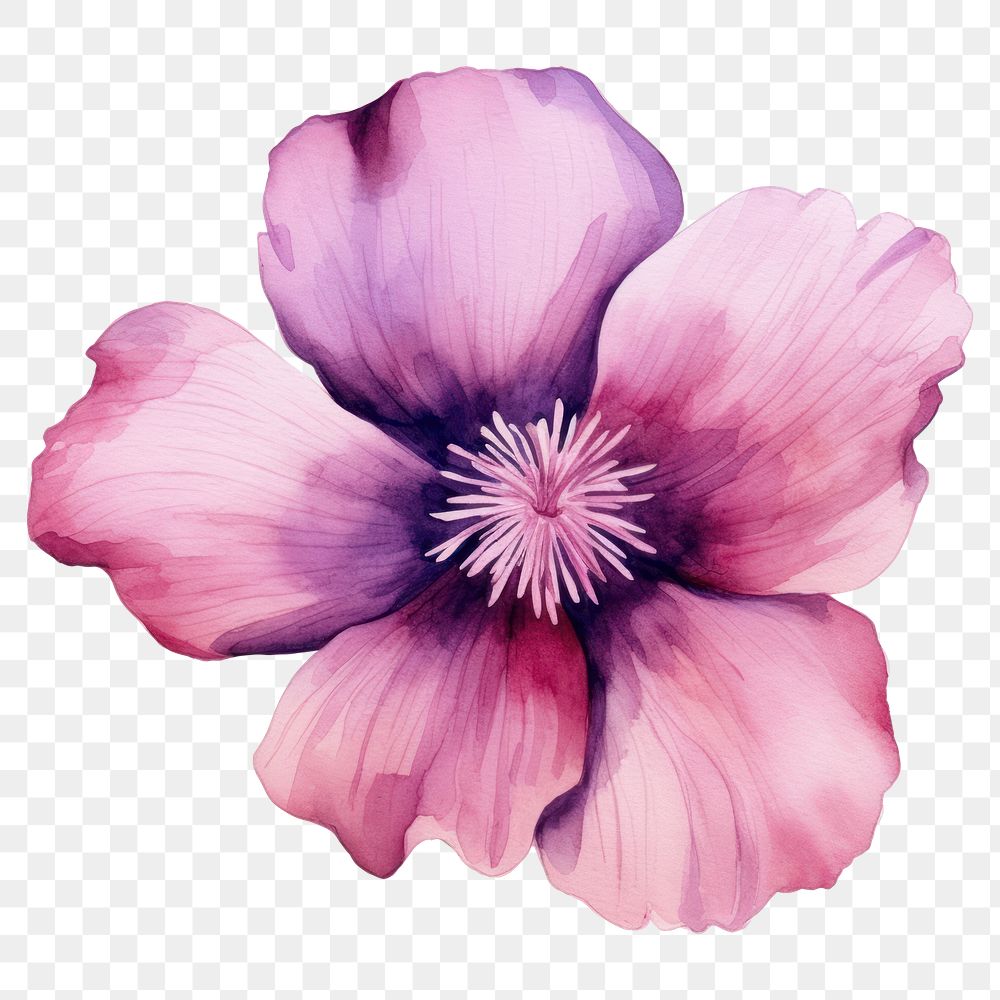 PNG Watercolor flower blossom petal plant. 