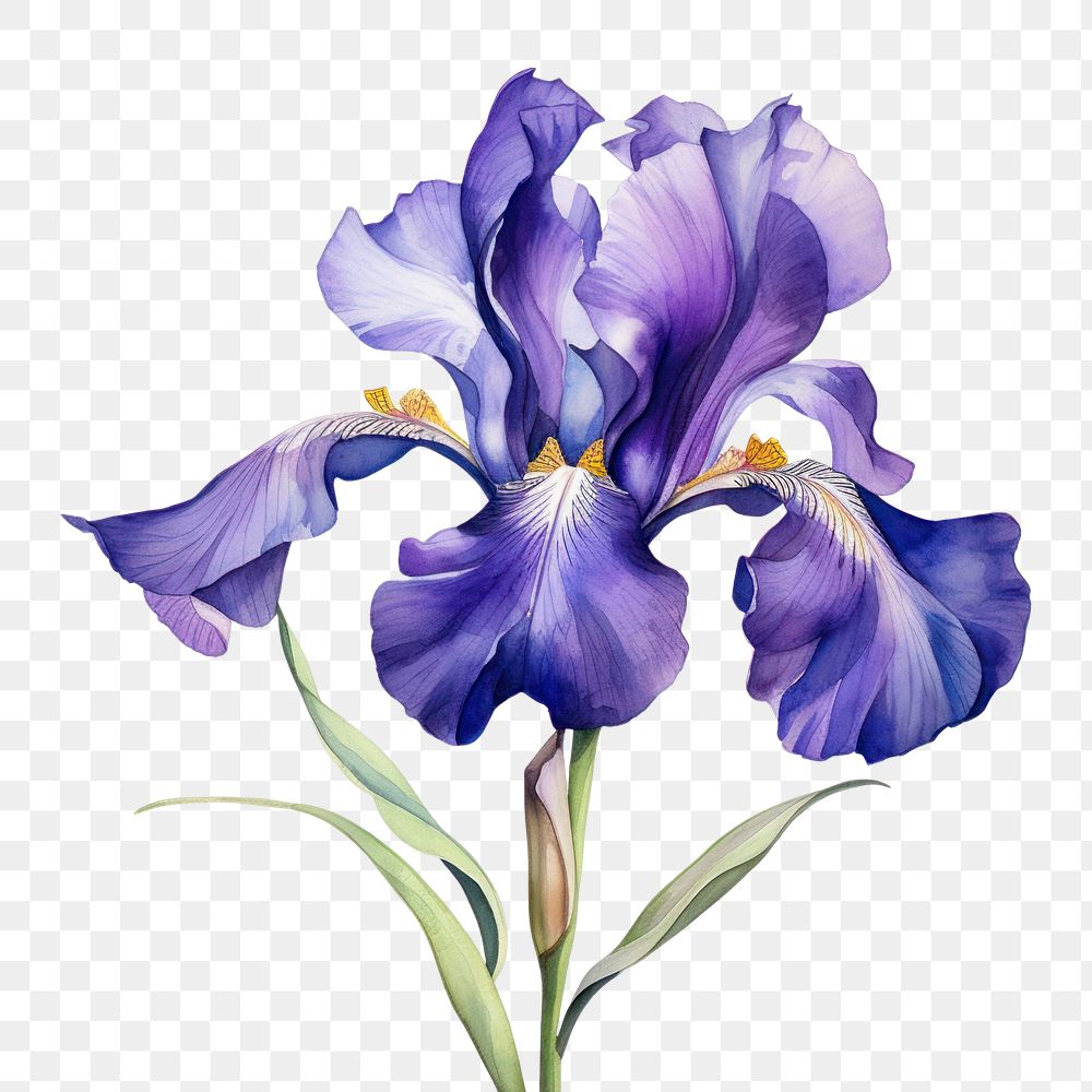 PNG Watercolor flower iris petal plant. AI generated Image by rawpixel.
