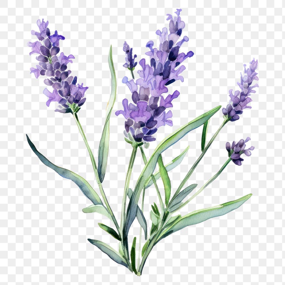PNG Watercolor flower lavender blossom | Premium PNG - rawpixel
