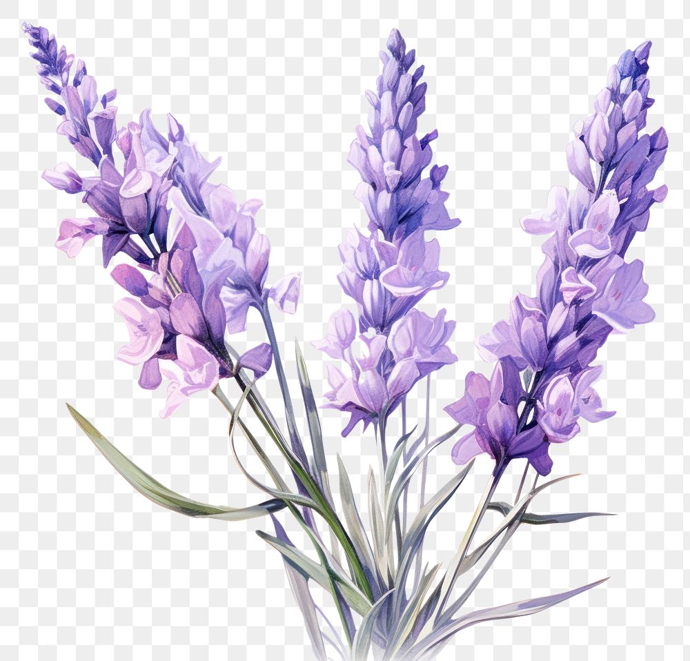 PNG Lavender flower blossom purple plant. 