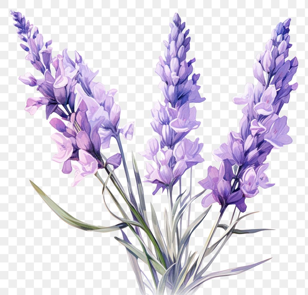 PNG Lavender flower blossom purple | Premium PNG - rawpixel