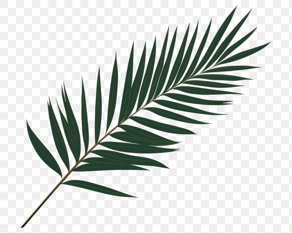 PNG Palm leaves plant green leaf. 