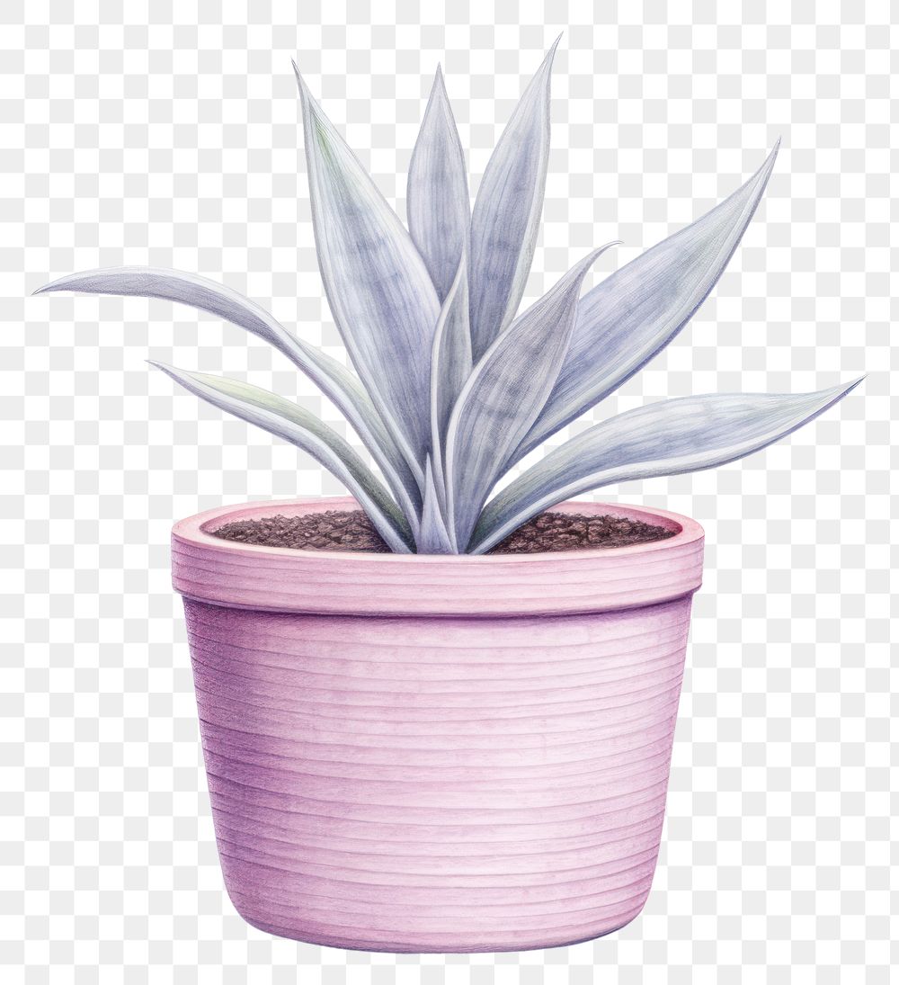 PNG Plant white background bromeliaceae houseplant. 