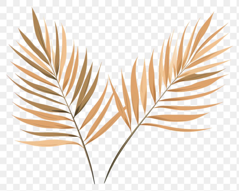 PNG Two palm leaves backgrounds pattern plant. 