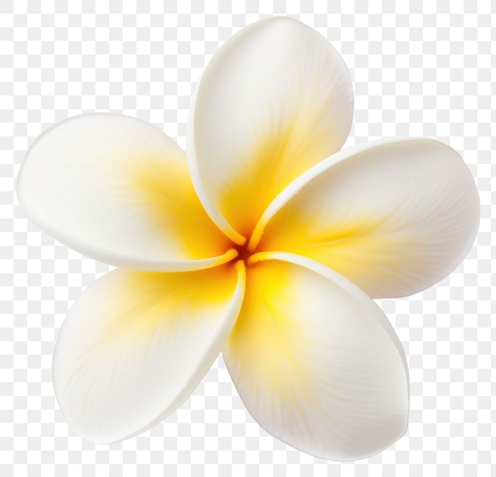 PNG Flower frangipani petal plant. AI generated Image by rawpixel.