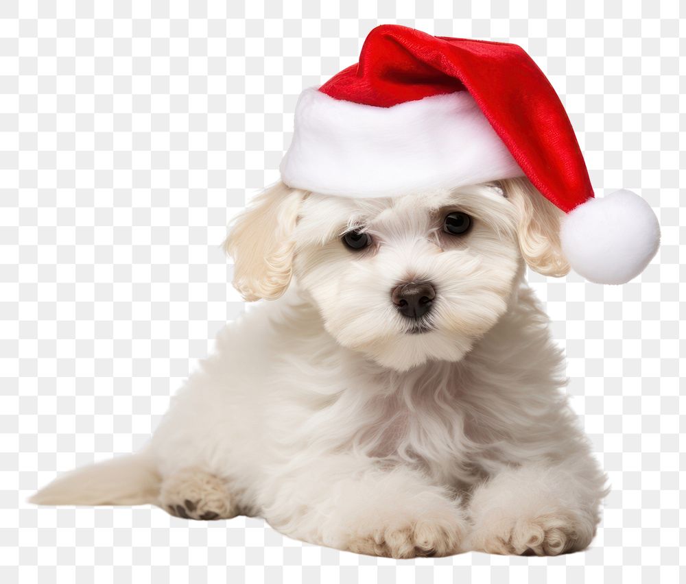 PNG Christmas dog mammal animal puppy. 