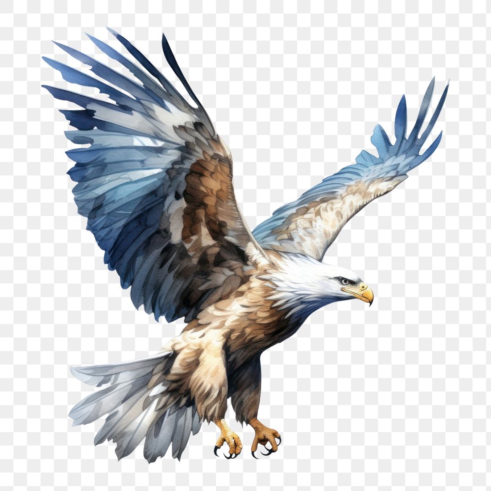 PNG Eagle drawing animal flying. AI generated Image by rawpixel.