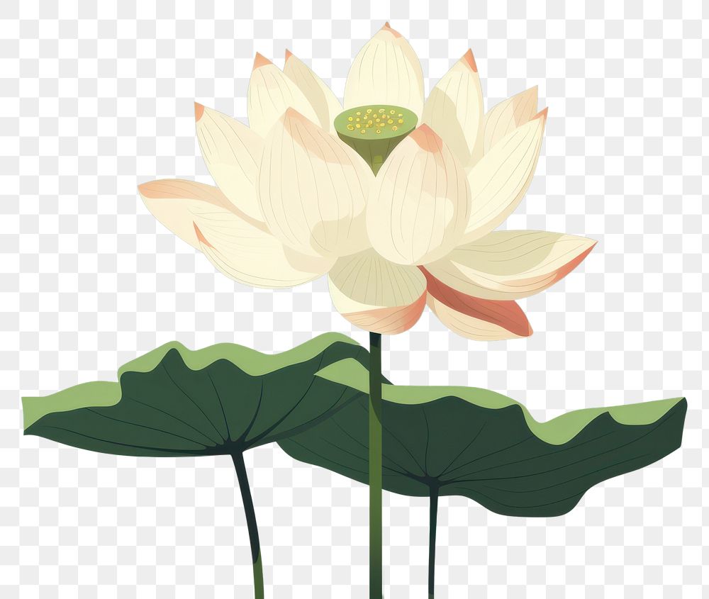 PNG Lotus flower plant green. AI generated Image by rawpixel.