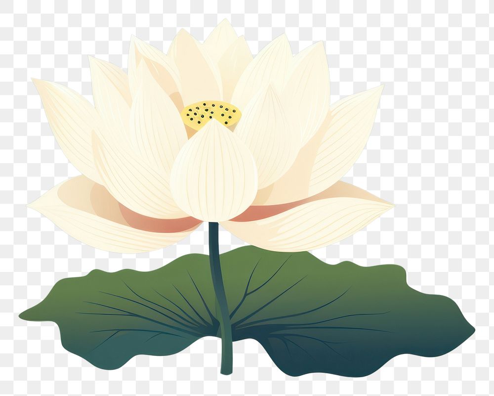 PNG Lotus leaf flower plant. 