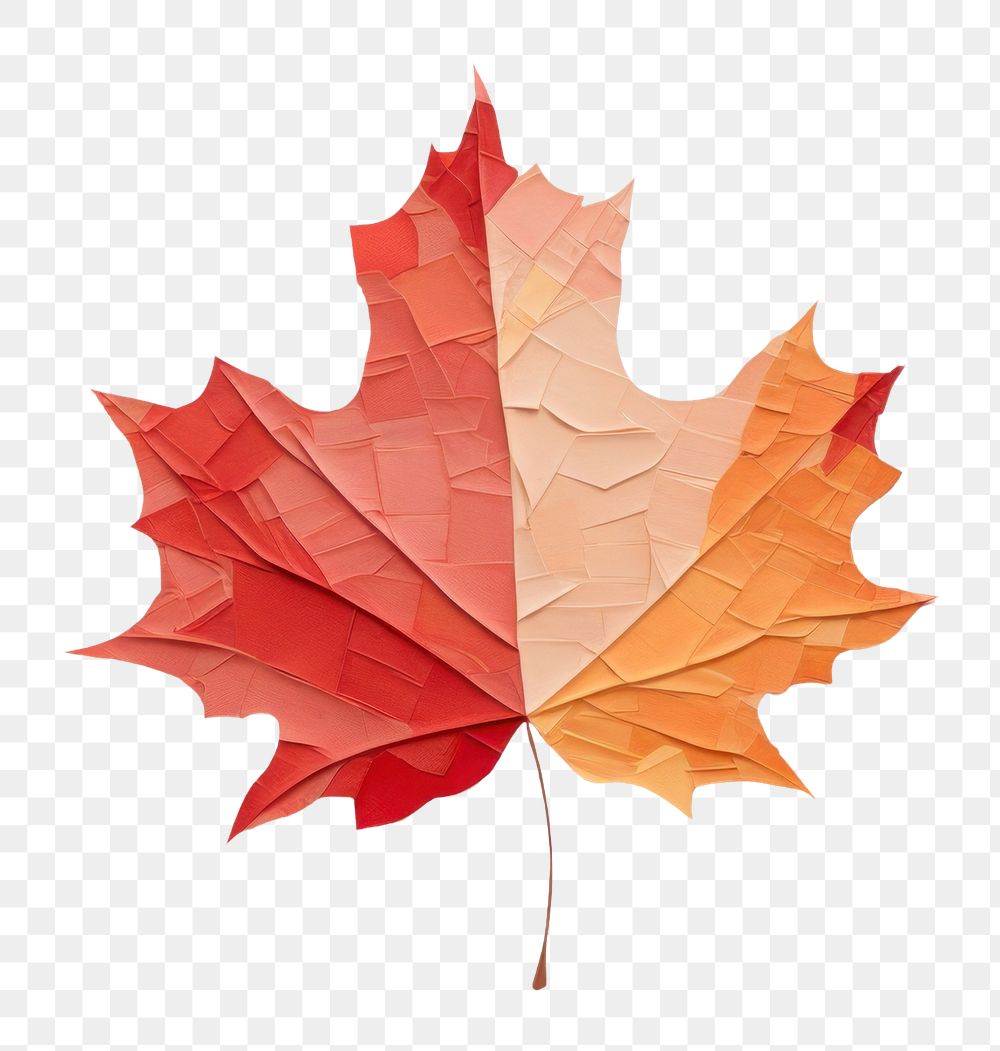 PNG Maple leaf autumn plant tree. AI generated Image by rawpixel.