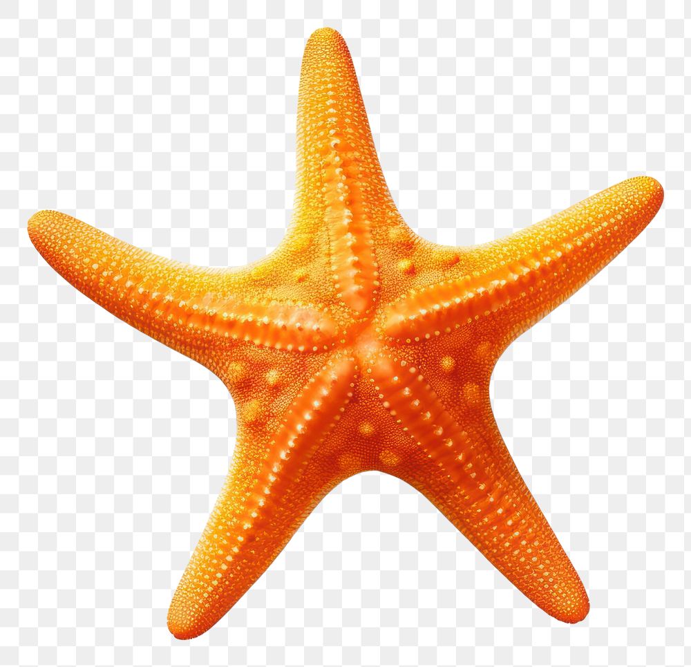 PNG Marine life starfish animal sea. AI generated Image by rawpixel.