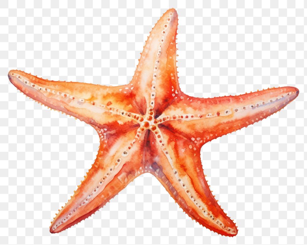 PNG Beach starfish animal sea. AI generated Image by rawpixel.