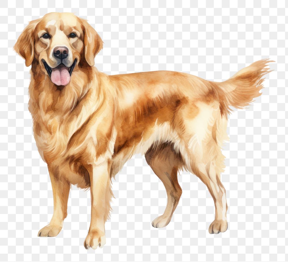 PNG Dog retriever animal mammal. 