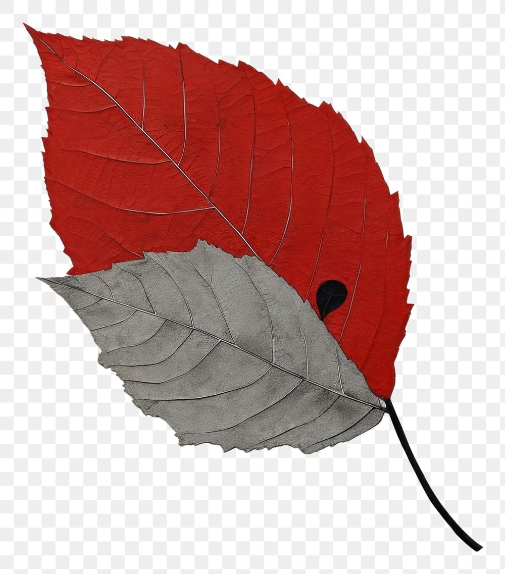 PNG Plant leaf tree umbrella. AI generated Image by rawpixel.