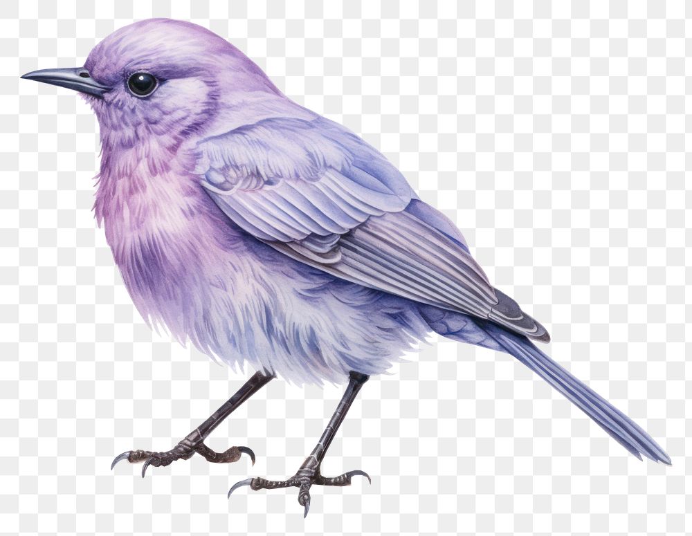 PNG Bird drawing animal white background. AI generated Image by rawpixel.