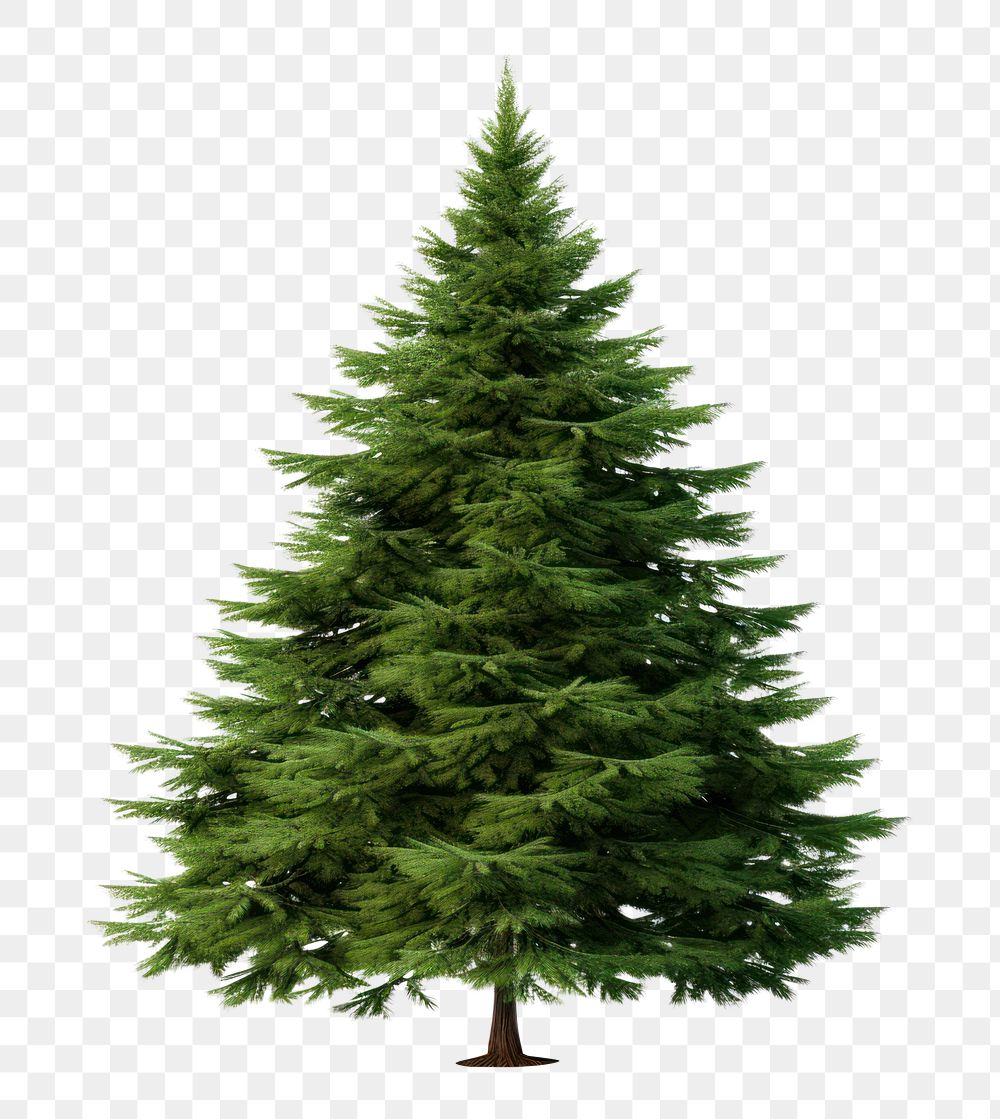 PNG Green christmas tree pine plant fir