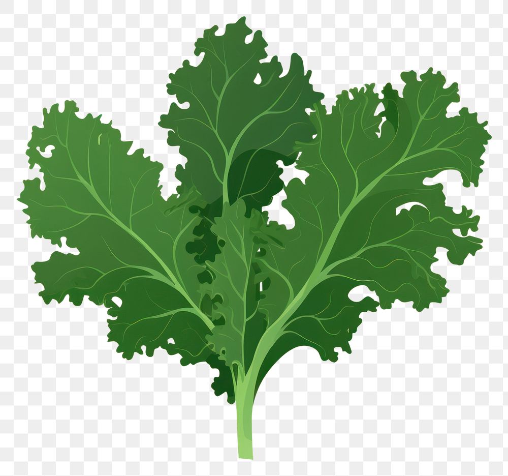PNG Kale leaf vegetable plant food. AI generated Image by rawpixel.