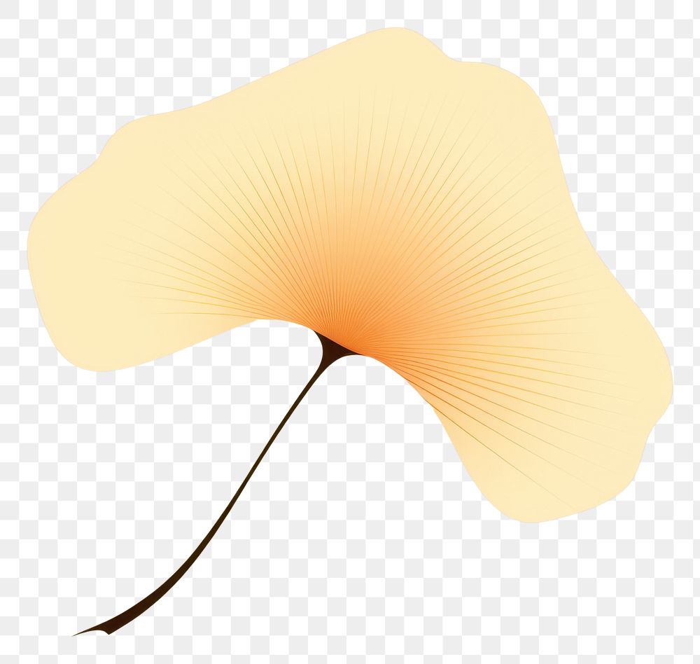 PNG Ginkgo leaf petal plant fragility. AI generated Image by rawpixel.