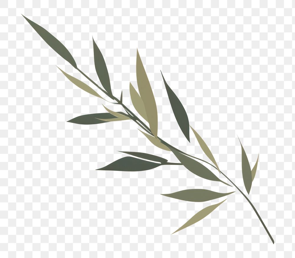 PNG Willow leaves backgrounds plant herbs. AI generated Image by rawpixel.
